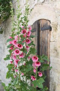 Porte aux roses trémières