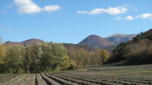 Lavandes à l'automne